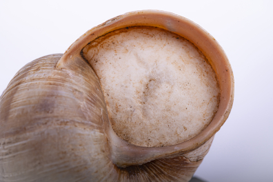 Escargot - Opercule ou épiphragme d'un escargot de Bourgogne (Helix pomatia)